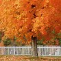 Image result for Best Fall Color Maple Tree