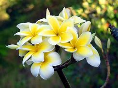 Image result for Head Sei Flowers Samoa