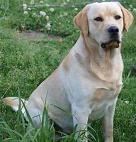 Image result for English Labrador Retriever