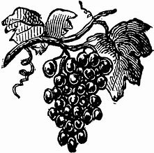 Image result for Grapes ClipArt Black and White