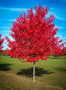 Image result for Autumn Maple Tree Leaf