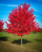 Image result for Red Maple Tree Roots