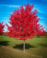 Image result for Sugar Maple Tree Leaves