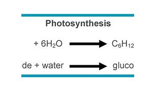 Image result for Photosynthesis Light Reaction Equation