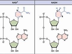 Image result for Nad Full Form