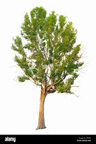 Image result for Tree Branch On White Background