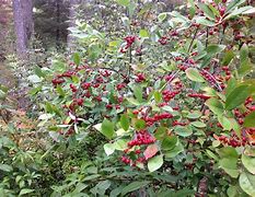 Image result for Northern Minnesota Shrub with Red Berries