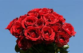 Image result for Cool Red Rose Wallpapers