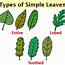 Image result for Simpel Real Leaf Image