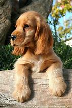 Image result for Cocker Spaniel Dog Coloring Pages