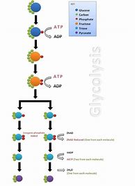 Image result for Glycolysis Steps Diagram