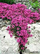 Image result for Shade Tolerant Ground Cover Plants