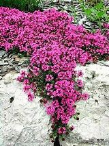 Image result for Creeping Ground Cover Plants