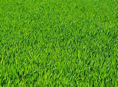 Image result for Real Grass Backround