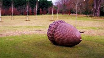 Image result for Giant Acorn Cartoon