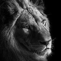 Image result for Black and White Animal Faces