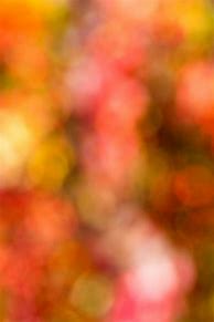 Image result for Fall Colors Desktop