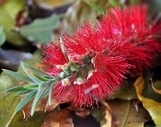 Image result for Weeping Willow in Winter