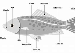 Image result for Fish Diagram Blank