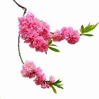 Image result for Flower Branch PNG