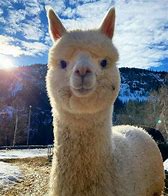 Image result for Cute Cartoon Unicorn Llama