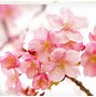 Image result for Pink Floral Flowers