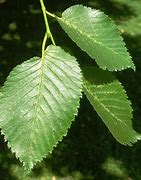 Image result for Winged Elm Tree Leaves