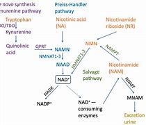 Image result for Resonance of Nad+