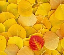 Image result for Autumn Leaf Doodle Art