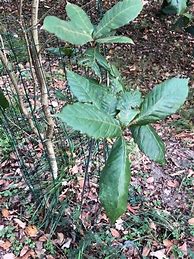 Image result for Quercus Diferents