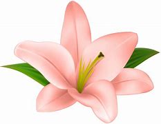 Image result for White Flower Clip Art No Background