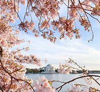 Image result for Cherry Blossoms in DC