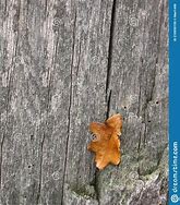 Image result for Dry Oak Leaf