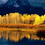 Image result for Aspen Grove Phone Wallpaper