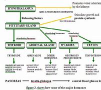 Image result for Endocrine System Mind Map