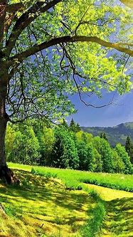 Image result for Background Changer for Photo Real Nature