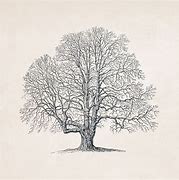 Image result for White Oak Tree Branch Drawing