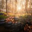 Image result for forest photography tips