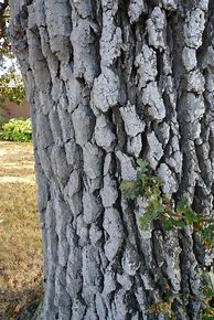 Image result for Quercus Diferents