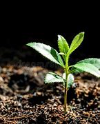 Image result for Elm Tree Sprouting