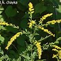 Image result for Elm Leaf Golden Rod