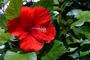 Image result for tropical plants zone 9 landscaping