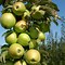 Image result for A Picture of an Apple Tree