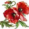 Image result for Printable Poppies