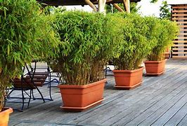 Image result for Overgorwn Bamboo in Backyard