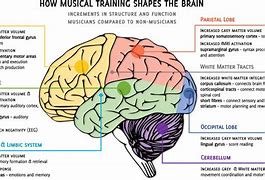 Image result for Neuroscience Human Brain