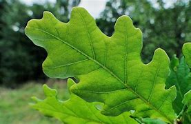 Image result for Oak Tree Leaf Types