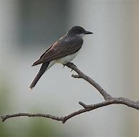 Image result for Bird Holding Branch