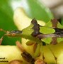 Image result for Green Bugs On Plants