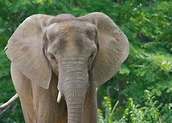 Image result for Elephant Head Mask